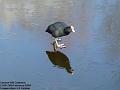 2004-0226Coote